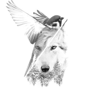 Sparrow_Wolf_Blend_Eye_800